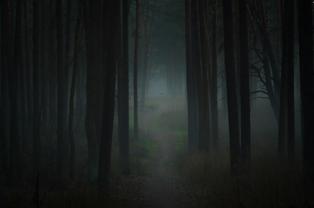 foggy forest path at dusk