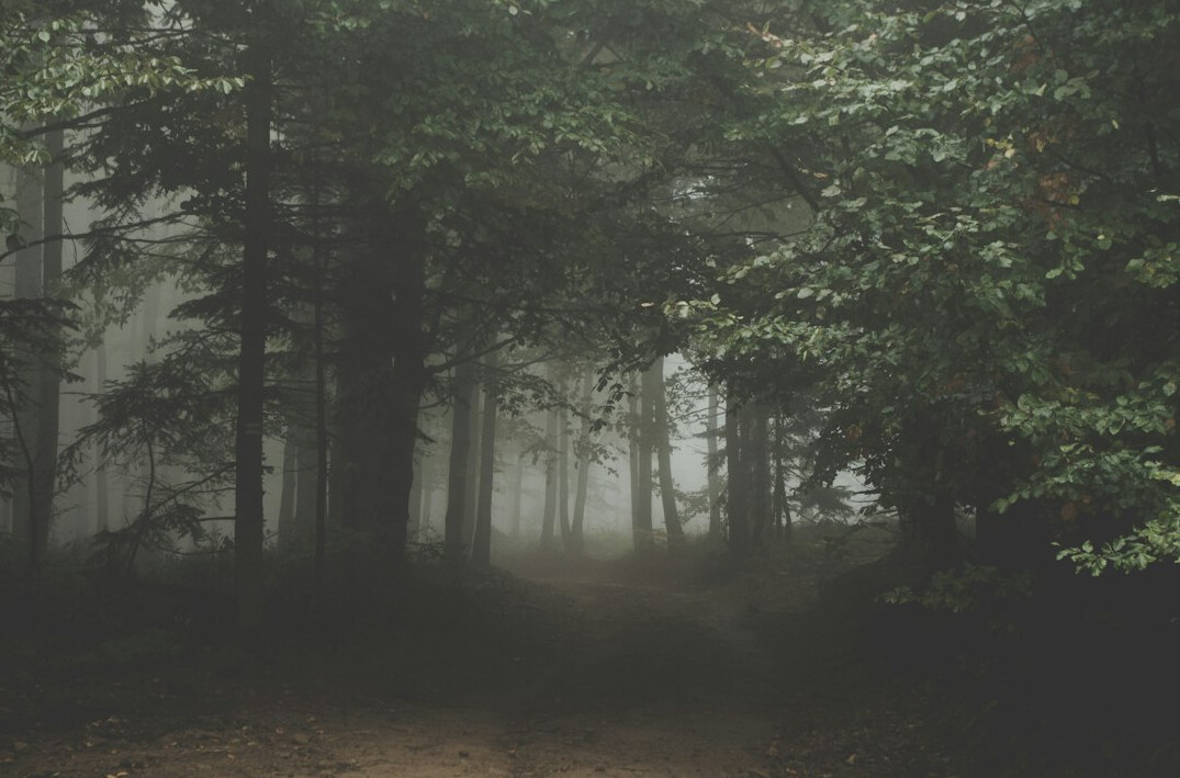 foggy forest path